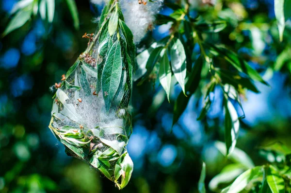 Caterpillar Nest Tree — Stock Photo, Image