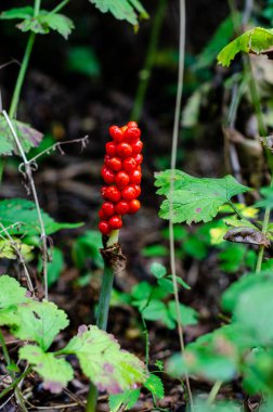 Arum maculatum is a woodland flowering plant species in the family Araceae. Spike of fruits, poisonous berries.