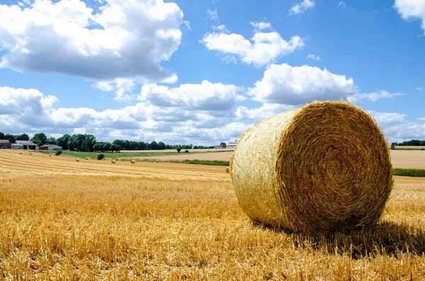 Rolled Hay Bales Wheat Field Dry Meadow Harvest Perdesaan Agriculture — Stok Foto