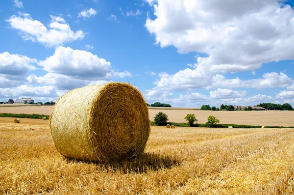 Rolled Hay Bales Wheat Field Dry Meadow Harvest Perdesaan Agriculture — Stok Foto