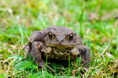 The common toad, European toad, or in Anglophone parts of Europe, simply the toad (Bufo bufo, from Latin bufo 