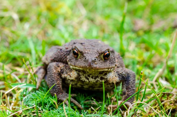 Common Toad European Toad Anglophone Parts Europe Simply Toad Bufo — Stock fotografie