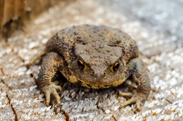 Common Toad European Toad Anglophone Parts Europe Simply Toad Bufo — Stock fotografie