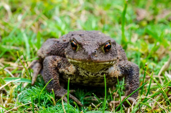Common Toad European Toad Anglophone Parts Europe Simply Toad Bufo — Φωτογραφία Αρχείου