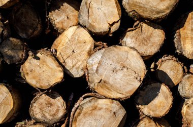 Felled tree trunks. Tree trunks prepared for transport.