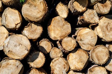 Felled tree trunks. Tree trunks prepared for transport.