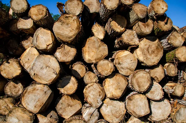 Felled tree trunks. Tree trunks prepared for transport.