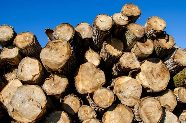 Felled tree trunks. Tree trunks prepared for transport.