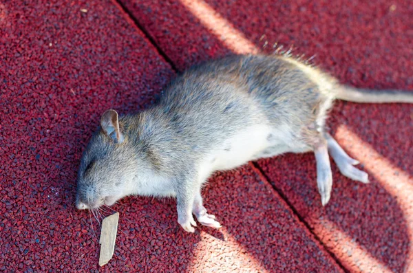 Dead Rat Asphalt — Foto de Stock