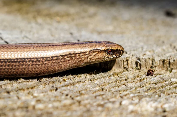 Slow Worm Anguis Fragilis Reptile Native Western Eurasia Also Called — Stockfoto