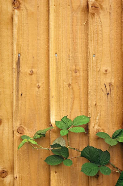 Valla de madera con hojas de mora — Foto de Stock