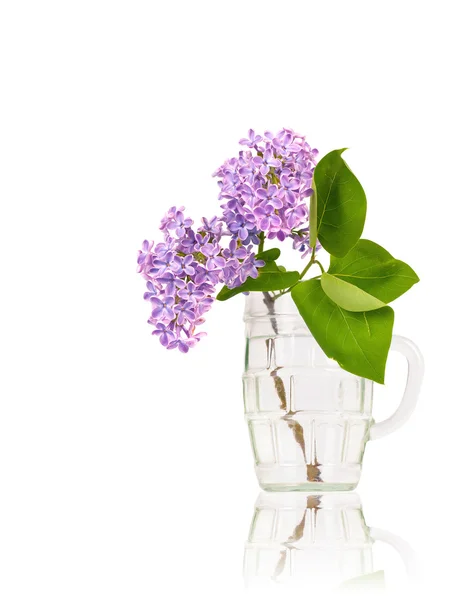 Lila blommor i glas Stockbild