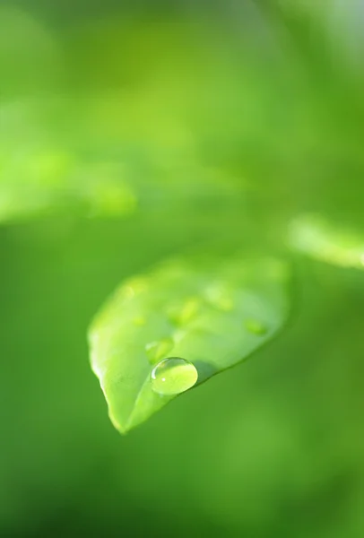 绿叶，水滴 — 图库照片