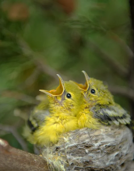 Pájaro joven hambriento en el nido — Foto de Stock