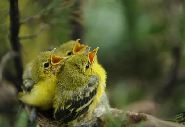 Yuvayı aç genç kuş — Stok fotoğraf