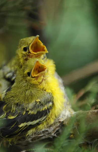 饿了幼鸟在巢上 免版税图库照片