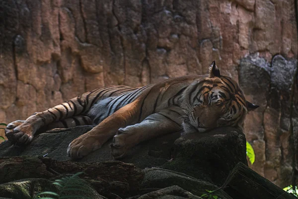 Malaysischer Tiger (panthera tigris jacksoni) ruht auf dem Felsen — Stockfoto