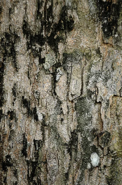 Corteccia Struttura dell'albero primo piano — Foto Stock