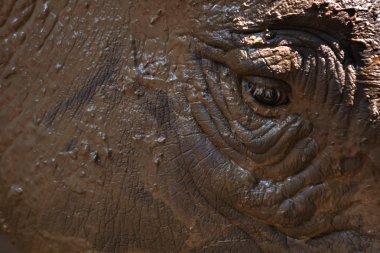 Beyaz rhino 