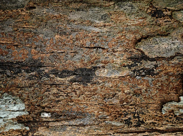 Bark träd textur närbild — Stockfoto