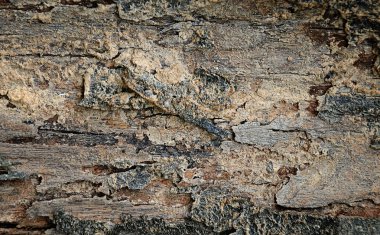 bark tree doku yakın çekim