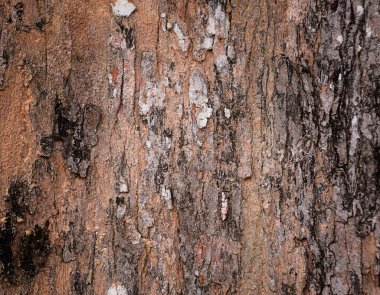 bark tree doku yakın çekim