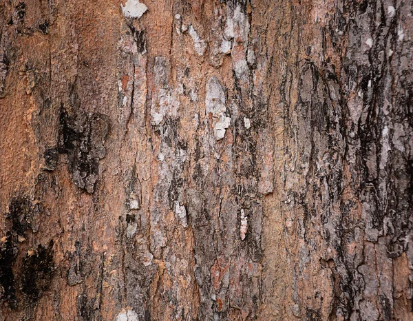 Corteccia Struttura dell'albero primo piano — Foto Stock