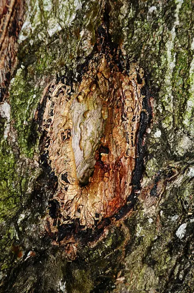 Rindenstruktur aus nächster Nähe — Stockfoto