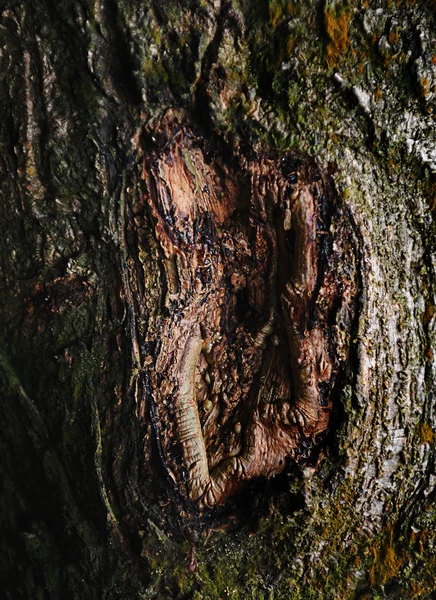 Corteccia Struttura dell'albero primo piano — Foto Stock