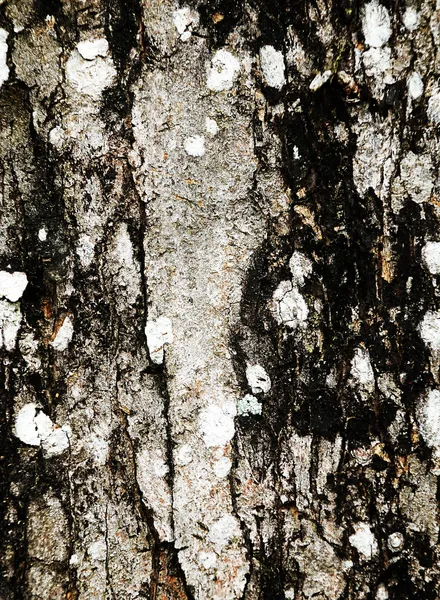 Rindenstruktur aus nächster Nähe — Stockfoto