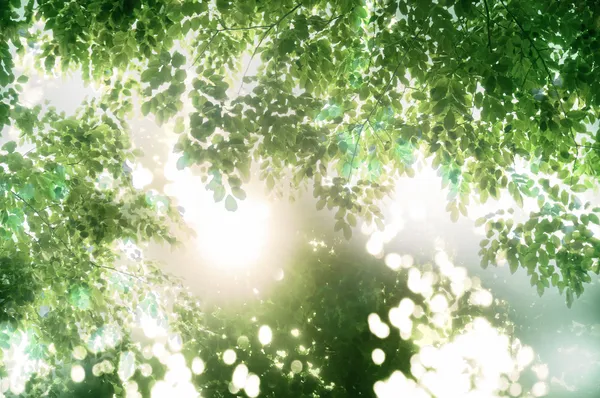 太阳光线之间的绿色的树叶 — 图库照片