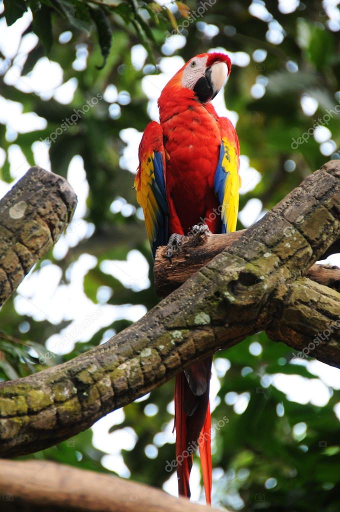 Beautiful Parrots (Scarlet Macaw) on the branch