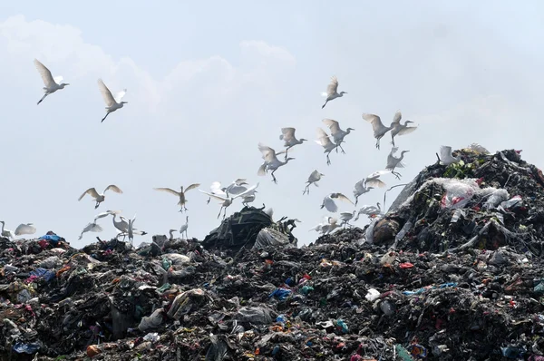 鸟飞在垃圾填埋场 — 图库照片