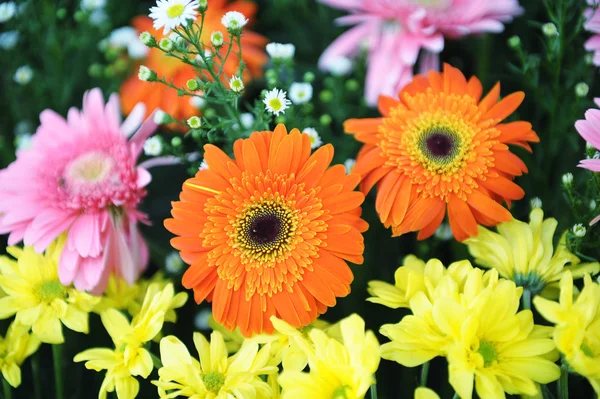 Orange Colour of Chrysanthemum Flowers