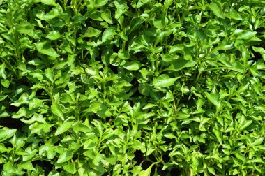 yeşil yaprak doğal arkaplan