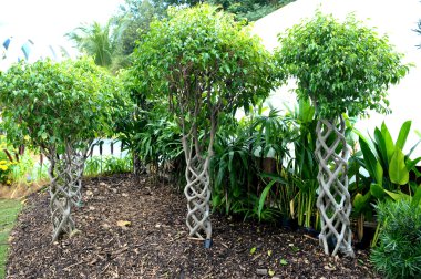 gövde giysi Bonsai bitki