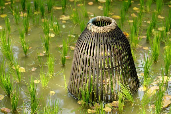 Trappola per pesci sul campo di risaia — Foto Stock