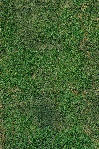 Green grass after trim background — Stock Photo, Image