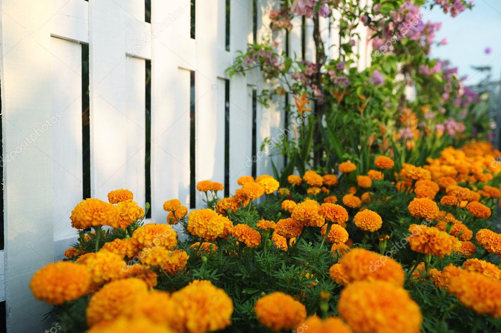 fence with pretty flowers in a garden
