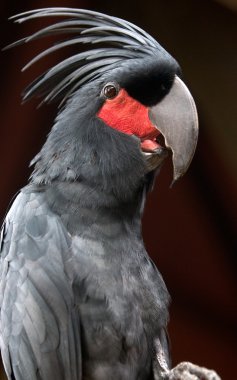 siyah papağan Palmiye kakadusu (probosciger aterrimus)
