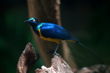 Beyaz popolu shama (Copsychus malabaricus)