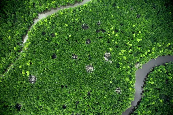 Mangrove légifelvételek — Stock Fotó