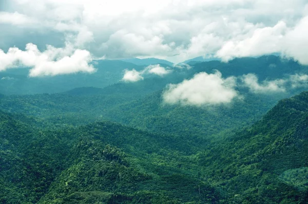 Foresta pluviale nebbiosa — Foto Stock