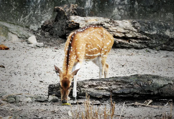 Benekli geyik — Stok fotoğraf