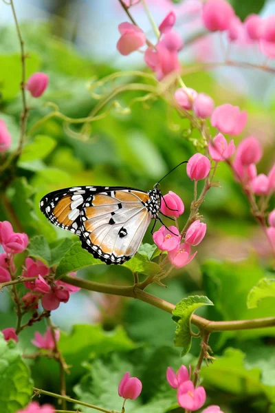 Butterlfy and flower — Stock Photo, Image