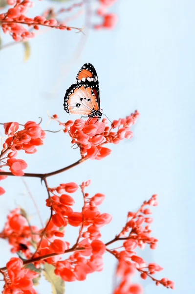 蝴蝶之和花 — 图库照片