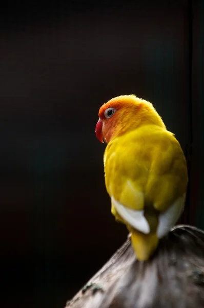 Żółty czarnogłowa — Zdjęcie stockowe