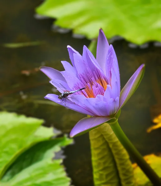 Fiore di ninfee — Foto Stock