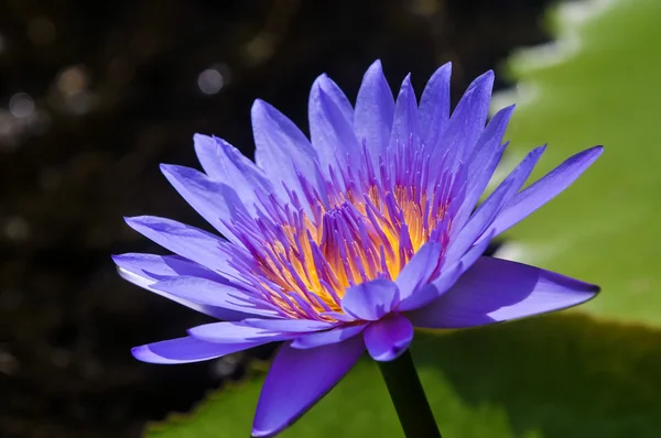 Fiore di ninfee — Foto Stock