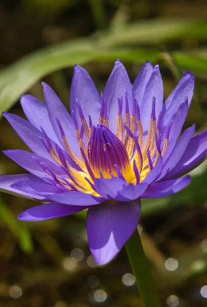 Fiore di ninfee — Foto Stock